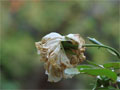 Foto weiße Rose verwelkt