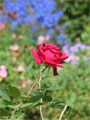 rote Rose vor blauem Hintergrund Foto