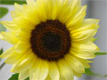 Blüte Sonnenblume Frontalansicht Foto