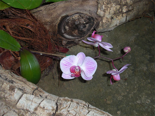 lila Orchideenarten Orchideenhaus