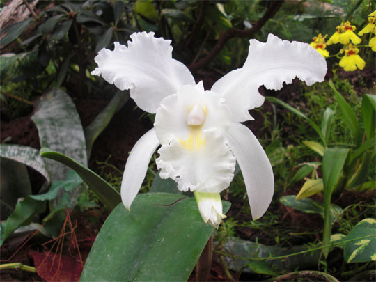 Gran Canaria weiße Orchidee Gewächshaus Gran Canaria weiße Orchidee Gewächshaus