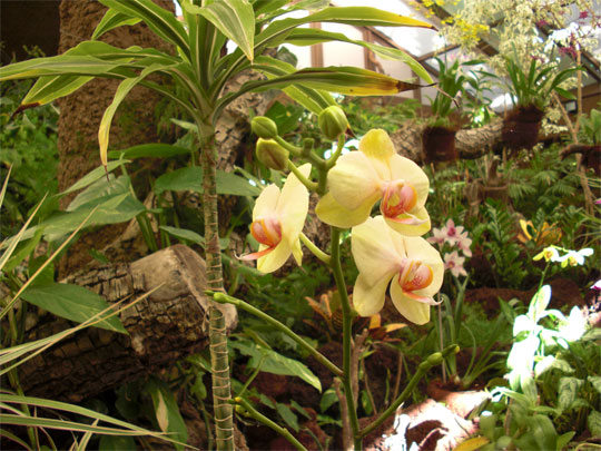 Palmitos Park gelbe Orchidee Gewächshaus
