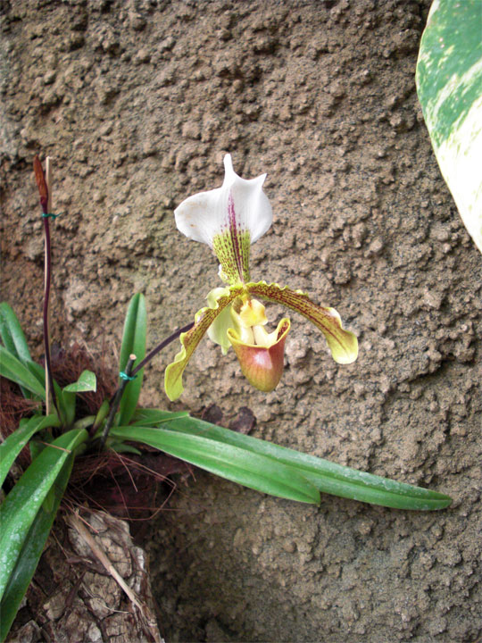 Gran Canaria Urlaub exotische Orchidee