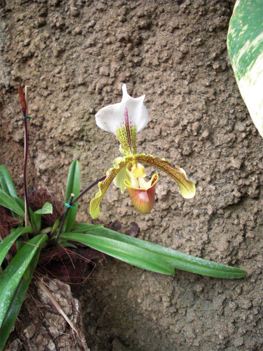 Gran Canaria Urlaub exotische Orchidee Gran Canaria Urlaub exotische Orchidee