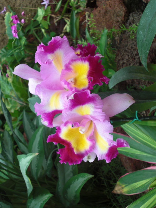 Maspalomas Foto Orchidee