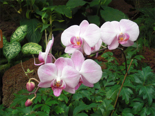 Orchidee Gran Canaria Urlaubsfoto
