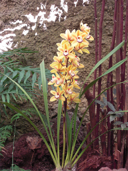 gelbe Blütenblätter Orchidee