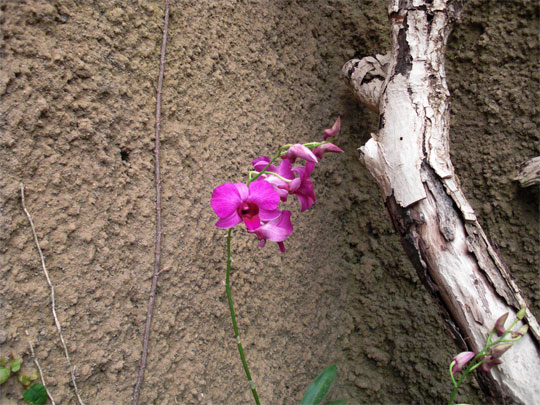 lila Orchideenart lila Orchideenart
