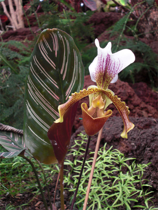 Orchideenart mit Blatt