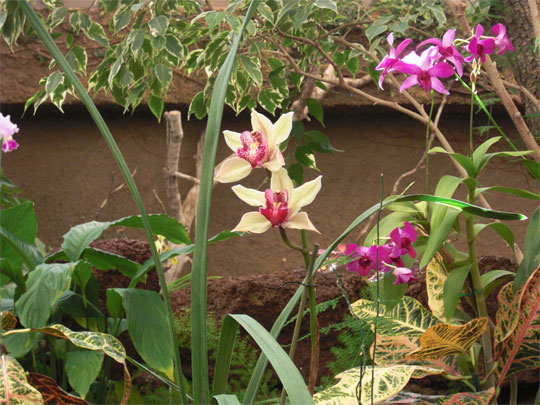 Orchidee Urlaubsfotos Kanarische Inseln Orchidee Urlaubsfotos Kanarische Inseln