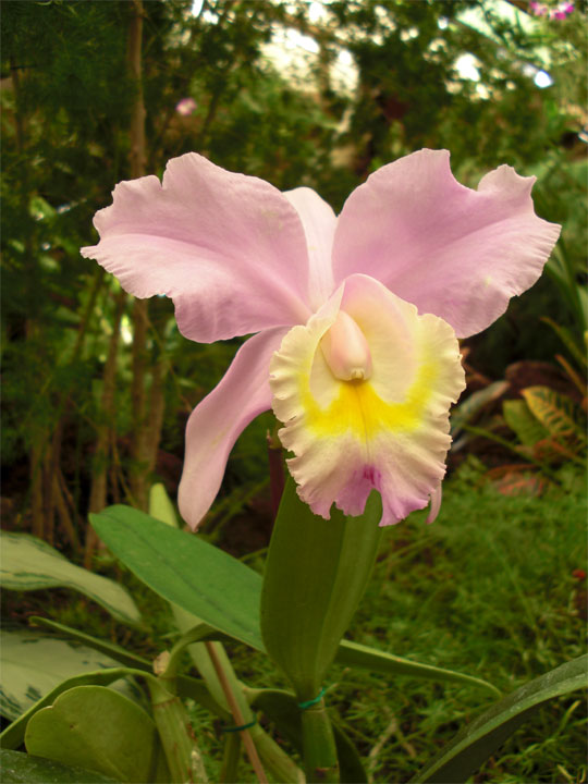 Kelch Orchideenbüte rosa gelb Kelch Orchideenbüte rosa gelb