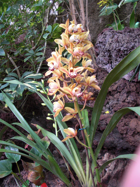 Orchideen Sammlung Orchideen Sammlung