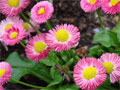 Blümchen im Frühling