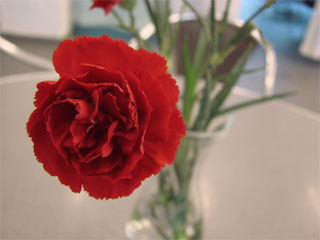 rote Nelkenblüte rote Nelkenblüte