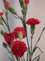 rote Nelken