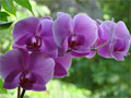Foto lila Orchidee in voller Blüte - Orchideenfoto