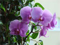 Foto perfekte Orchideen Pflege  violett - Orchideenfoto