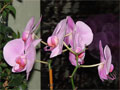 lila Orchidee Blitzlichtaufnahme - Blumenfoto mit Blitzlicht