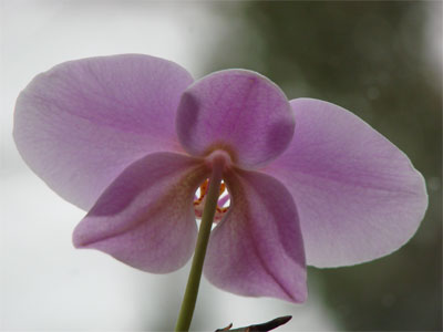 lila Orchidee Blüte Foto