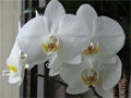 weiße Blüte Orchideenzucht - Orchideenfoto