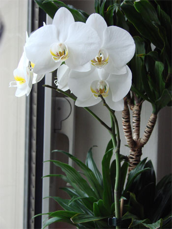 weisse Orchidee im Winter