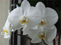 weiße Orchidee Winter Foto weiße Orchidee Winter Foto