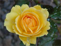 Blüte Rose gelb makro Bild