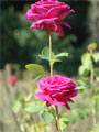 Englischer Rosengarten Tiergarten Berlin Bild