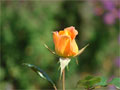 Foto stolze Rose orange