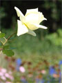 Rose Sonnenschein Rose zartgelb im Sonnenschein