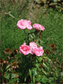 Rosenstrauch Rosenblätter Rosenstrauch Rosenblätter Bilder