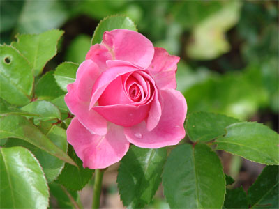 grüne Rosenblätter rosa_Rose Foto