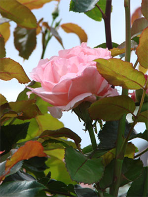 rosa Rose Rosengarten Foto