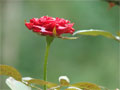 rote Rose Wassertropfen Foto