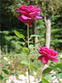 rote Rosen Bedeutung Liebe Foto und Gedicht