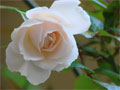weiße rose erblüht Foto