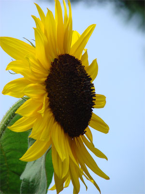 Sonnenblume Seitenansicht blauer Himmel Sonnenblume Seitenansicht blauer Himmel