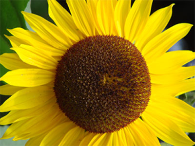 Foto Sonnenblume gross