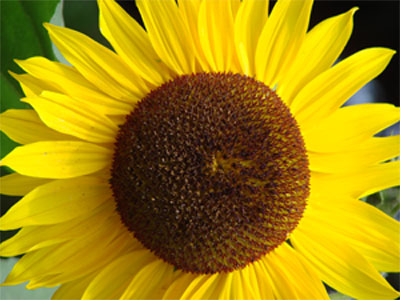 Foto Sonnenblume gross Foto Sonnenblume gross