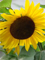 gelbe Sonnenblume Foto