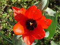 Tulpen von oben