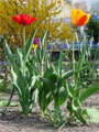 Tulpenarten Fotos rot gelb Tulpen Tulpenarten Fotos rot gelb Tulpen