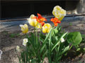 Tulpenarten Tulpenzwiebeln Tulpen