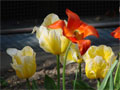 Tulpenbilder Tulpenfotos Sonne