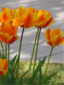 Tulpenfeld Zierpflanzen Tulpenfeld Zierpflanzen