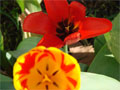 Tulpenfeld Zuchttulpen