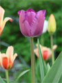 Tulpenfeld lila Tulpen Foto Tulpenfeld lila Tulpen Foto