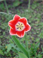Tulpenstempel Zuchttulpe Tulpenstempel Zuchttulpe