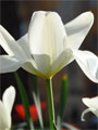 weiße Tulpen Blüten