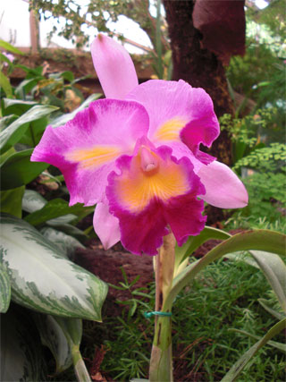 Lila Orchidee Foto Lila Orchidee Foto